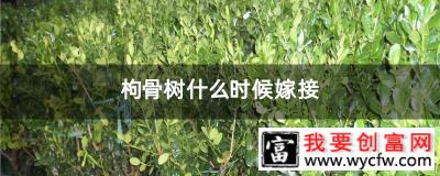 枸骨树什么时候嫁接