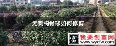 无刺构骨球如何修剪