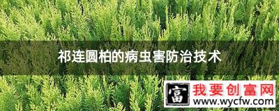 祁连圆柏的病虫害防治技术