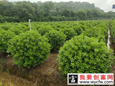 7月份苗木养护应急方案