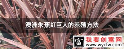 澳洲朱蕉红巨人的养殖方法