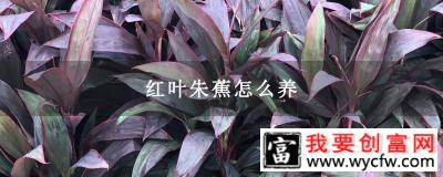 红叶朱蕉怎么养