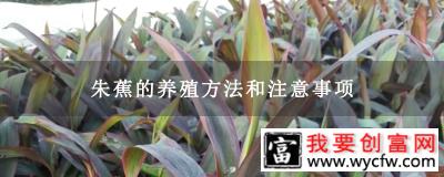 朱蕉的养殖方法和注意事项