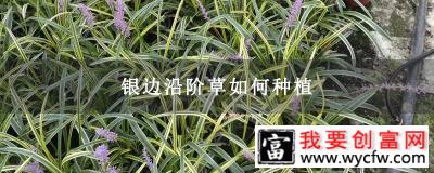 银边沿阶草如何种植