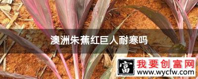 澳洲朱蕉红巨人耐寒吗