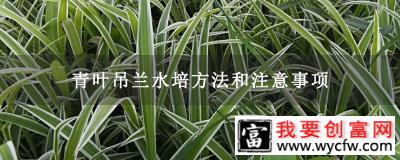 青叶吊兰水培方法和注意事项