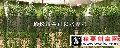 珍珠吊兰可以水养吗