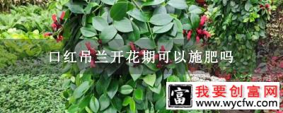 口红吊兰开花期可以施肥吗