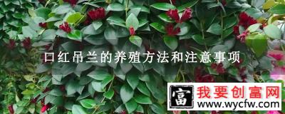 口红吊兰的养殖方法和注意事项