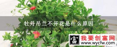 牡丹吊兰不开花是什么原因