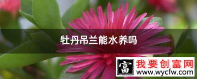 牡丹吊兰能水养吗