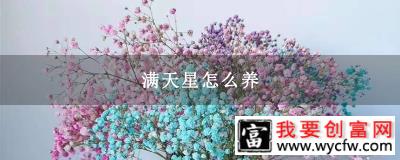 满天星怎么养