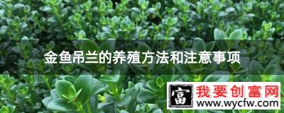 金鱼吊兰的养殖方法和注意事项