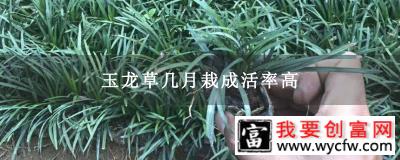 玉龙草几月栽成活率高