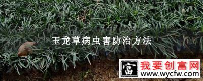 玉龙草病虫害防治方法