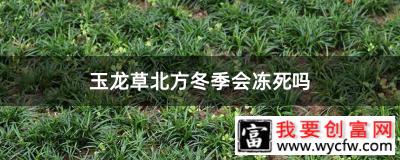 玉龙草北方冬季会冻死吗