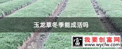 玉龙草冬季能成活吗