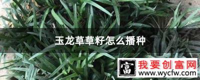 玉龙草草籽怎么播种