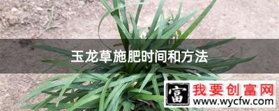 玉龙草施肥时间和方法