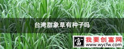 台湾甜象草有种子吗