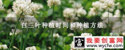 白三叶种植时间和种植方法