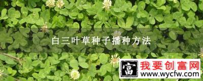 白三叶草种子播种方法