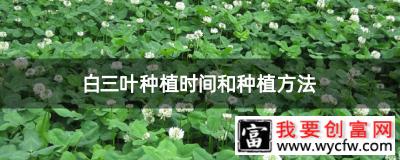 白三叶种植时间和种植方法