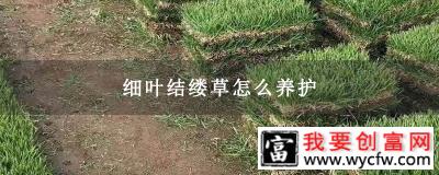 细叶结缕草怎么养护