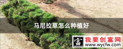 马尼拉草怎么种植好