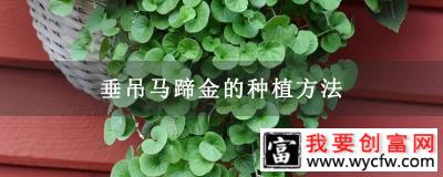 垂吊马蹄金的种植方法