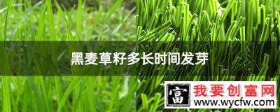 黑麦草籽多长时间发芽