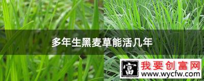 多年生黑麦草能活几年