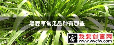 黑麦草常见品种有哪些