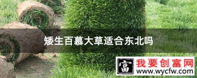 矮生百慕大草适合东北吗