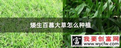 矮生百慕大草怎么种植