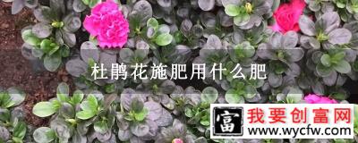 杜鹃花施肥用什么肥