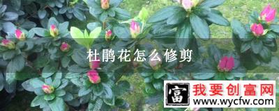 杜鹃花怎么修剪