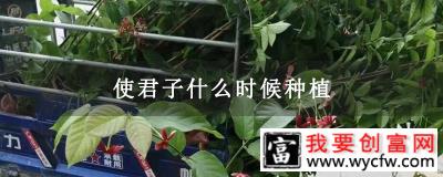 使君子什么时候种植