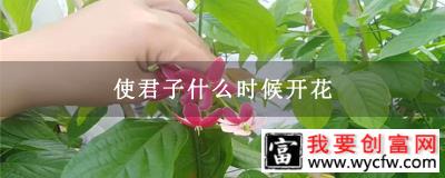 使君子什么时候开花