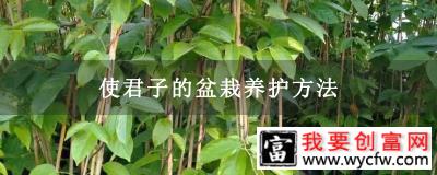 使君子的盆栽养护方法