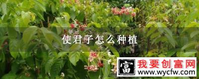 使君子怎么种植