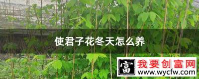 使君子花冬天怎么养