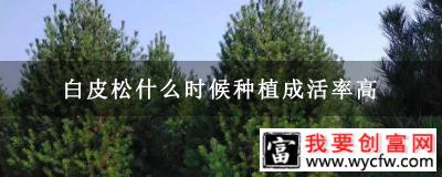 白皮松什么时候种植成活率高