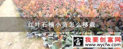 红叶石楠小苗怎么移栽