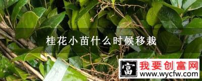 桂花小苗什么时候移栽