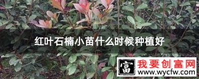 红叶石楠小苗什么时候种植好