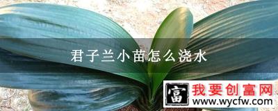 君子兰小苗怎么浇水