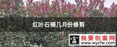 红叶石楠几月份修剪