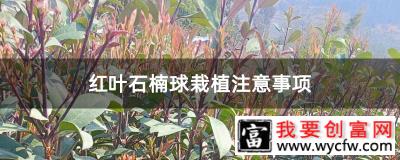 红叶石楠球栽植注意事项