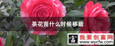 茶花苗什么时候移栽